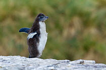 Southern rockhopper penguin (Eudyptes chrysocome chrysocome) chick flapping wings, Bleaker Island, Falkland Islands, South Atlantic, January. Vulnerable species.
