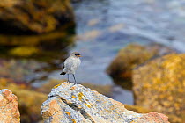Dark-faced ground-tyrant (Muscisaxicola maclovianus) calling perched on quartzite rock with yellow lichens, Gypsy Cove, Falkland Islands, South Atlantic, January.