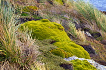 Balsam bog (Bolax gummifera) and Diddle-dee (Empetrum rubrum) growing amongst tussocks on quartzite rock, Gypsy Cove, Falkland Islands, South Atlantic, January.