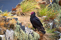 Turkey vulture (Cathartes aura) on cliff amongst tussocks, Gypsy Cove, Falkland Islands, South Atlantic, January.