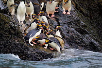 Macaroni penguins (Eudyptes chrysolophus) at waterline before leaping into the sea, Elsehul, South Georgia, South Atlantic, January. Vulnerable species.