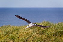 Immature Wandering albatross (Diomedea exulans) flying low over tussocks as it comes in to land, Prion Island, South Georgia, South Atlantic, January. Vulnerable species.
