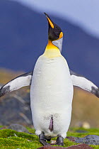 King penguin (Aptenodytes patagonicus) shaking itself, with brood patch visible, St Andrew's Bay, South Georgia, South Atlantic, January.