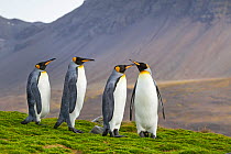 Four King penguins (Aptenodytes patagonicus) in light drizzle, St Andrew's Bay, South Georgia, South Atlantic, January.