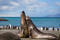 Two young Southern elephant seal (Mirounga leonina) males play fighting, with King penguins (Aptenodytes patagonicus) in the background, Gold Harbour, South Georgia, South Atlantic, January.