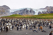King penguin (Aptenodytes patagonicus) breeding colony with adults incubating eggs and large chicks, Bertrab Glacier in the background, Gold Harbour, South Georgia, South Atlantic, January.
