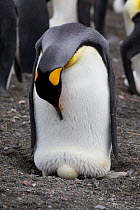 An adult King penguin (Aptenodytes patagonicus) looks down at the egg it is incubating on the top of its feet Gold Harbour, South Georgia, South Atlantic, January.