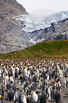 King penguin (Aptenodytes patagonicus) breeding colony with adults incubating eggs, Bertrab Glacier in the background, Gold Harbour, South Georgia, South Atlantic, January.