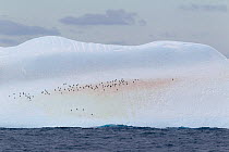 Chinstrap penguins (Pygoscelis antarcticus) resting on a large iceberg, South Orkney Islands, South Atlantic, January.
