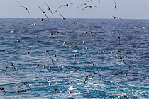 Cape petrels (Daption capense) flying over sea, Elephant Island, South Shetland Islands, South Atlantic, January.
