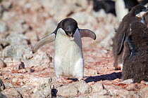 Male Adelie penguin (Pygoscelis adeliae) carrying a small stone for nest building, Brown Bluff, Antarctic Peninsula, Antarctica, January.