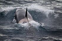 Type B Killer whale / Orca (Orca orcinus) surfacing, Antarctic Sound, Antarctic Peninsula, Antarctic, January.