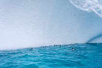 Six Cape petrels (Daption capense) feeding on plankton along the edge of a large ground iceberg, Spert Island, Antarctic Peninsula, Antarctica, January.