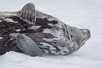 Weddell seal (Leptonychotes weddellii) sleeping, Mikkelsen Harbour, Antarctic Peninsula, Antarctica, January.