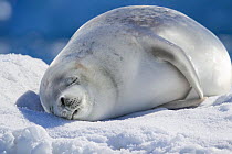 Crabeater seal (Lobodon carcinophaga) sleeping hauled out on sea ice, Neko Harbour, Antarctic Peninsula, Antarctica, January.