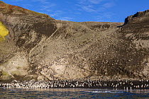 Large numbers of chinstrap penguins (Pygoscelis antarcticus) gather on the beach below their breeding colony Deception Island, South Shetland Islands, Antarctica, January.
