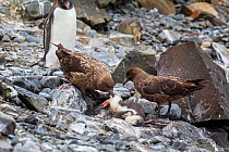 Two Brown skuas (Stercorarius antarcticus) feeding on a Gentoo penguin (Pygoscelis papua) chick with an adult watching, Livingston Island, South Shetland Islands, Antarctica, January.