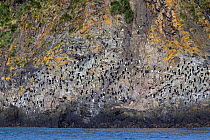 Macaroni penguins (Eudyptes chrysolophus) on rocky shoreline just below their breeding colony, Elsehul, South Georgia, South Atlantic, January. Vulnerable Species.