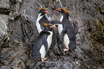 Three Macaroni penguins (Eudyptes chrysolophus) on coastal rocks, Elsehul, South Georgia, South Atlantic, January. Vulnerable Species.