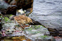 South Georgia pipit (Anthus antarcticus) feeding on small crustaceans along the shoreline, during moult, Tern Island, just off Salisbury Plain, South Georgia, South Atlantic, January.