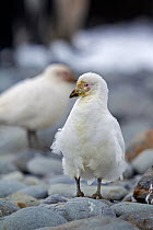 Snowy sheathbill (Chionis albus) standing on pebbles,Gold Harbour, South Georgia, South Atlantic, January.