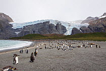 King penguins (Aptenodytes patagonicus) resting on beach, Bertrab Glacier in the background, Gold Harbour, South Georgia, South Atlantic, January.