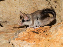 Female Asian garden dormouse (Eliomys melanurus) on rock, Captive, occurs in Middle East and North Eastern Africa.