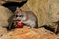 Female Asian garden dormouse (Eliomys melanurus) feeding on Rose hip on rock, Captive, occurs in Middle East and North Eastern Africa.