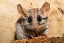 Female Asian garden dormouse (Eliomys melanurus) portrait, on rock, Captive, occurs in Middle East and North Eastern Africa.