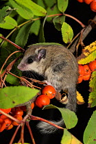 Juvenile Forest dormouse (Dryomys nitedula) on a Rowan ash (Sorbus aucuparia) branch, with berries, Captive, occurs in Eastern Europe and Western Asia.