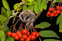 Juvenile Forest dormouse (Dryomys nitedula) on a Rowan ash (Sorbus aucuparia) branch, with berries, Captive, occurs in Eastern Europe and Western Asia.