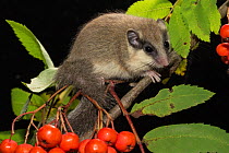 Forest dormouse (Dryomys nitedula) on a Rowan ash (Sorbus aucuparia) branch, with berries, Captive, occurs in Eastern Europe and Western Asia.