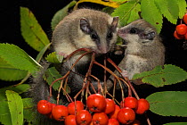 Two Forest dormice (Dryomys nitedula) on a Rowan ash (Sorbus aucuparia) branch, with berries, Captive, occurs in Eastern Europe and Western Asia.