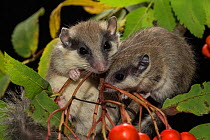 Two juvenile Forest dormice (Dryomys nitedula) on a Rowan ash (Sorbus aucuparia) branch, Captive, occurs in Eastern Europe and Western Asia.