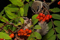 Two juvenile Forest dormice (Dryomys nitedula) climbing on a Rowan ash (Sorbus aucuparia) branch, with berries, Captive, occurs in Eastern Europe and Western Asia.