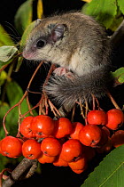 Juvenile Forest dormouse (Dryomys nitedula) on a Rowan ash (Sorbus aucuparia) berries, Captive, occurs in Eastern Europe and Western Asia.