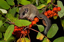 Juvenile Forest dormouse (Dryomys nitedula) on a Rowan ash (Sorbus aucuparia) branch, with fruits, Captive, occurs in Eastern Europe and Western Asia.