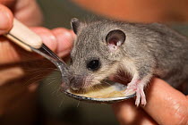 Hand raised Fat / Edible dormouse (Glis glis) feeding from a spoon with squashed banana and kitten milk formula, Captive, occurs in Europe.
