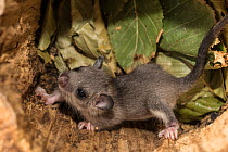 Juvenile Fat / Edible dormouse (Glis glis) in nest with green leaves, Captive, occurs in Europe.