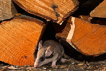 Garden dormouse (Eliomys quercinus) looking out from a stack of wood, Captive, occurs in Europe, August.