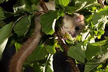 Fat / Edible dormouse (Glis glis) feeding, on hazel branch, Captive, occurs in Europe, August.