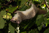 Fat / Edible dormouse (Glis glis) hanging upside down to reach Hazel nuts, Captive, occurs in Europe, August.