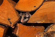 Juvenile Garden dormouse (Eliomys quercinus) looking out of a stack of wood, Captive, occurs in Europe, August.