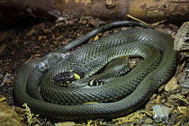 Two grass snakes (Natrix natrix) curled up next to each other, Germany, August, captive.