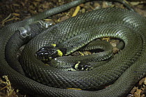Two grass snakes (Natrix natrix) curled up next to each other, Germany, August, captive.