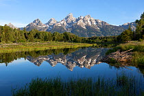 The Grand Teton and the Teton Range reflected in the calm waters of the Snake River, Schwabacher Landing, Grand Teton National Park, Wyoming, USA, June.