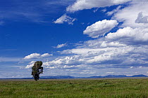 Lone tree along Antelope Flats Road, Grand Teton National Park, Wyoming, USA, June.