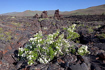 Syringa (Philadelphus lewisii) blooming along the North Crater Flow Trail with cinder cone fragments in the background, Craters Of The Moon National Monument and Preserve, Idaho, USA, June.