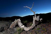 Twisted tree trunk at night along the North Crater Flow Trail, Craters Of The Moon National Monument, Idaho, USA, July.