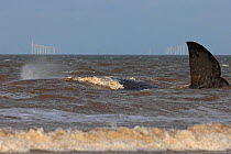 Tail of beached Sperm Whale (Physeter macrocephalus) above the waves, Norfolk, UK, February 2016